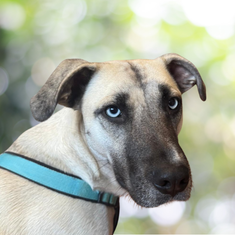 Praxishund Bailey